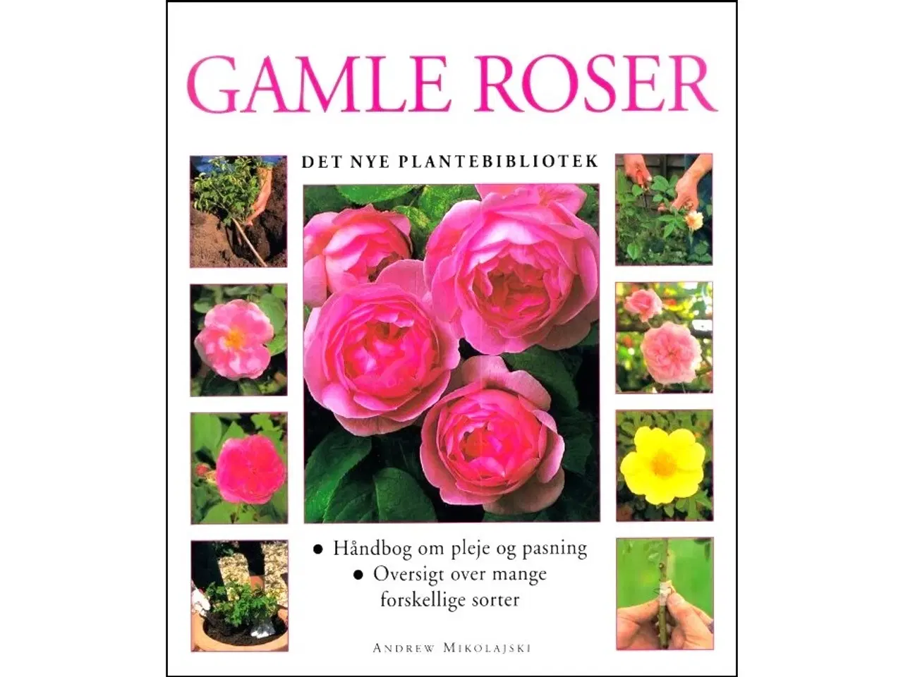 Billede 1 - Gamle Roser