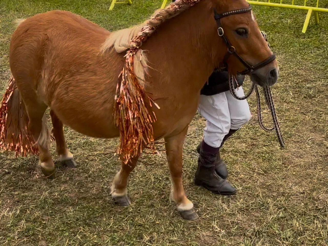 Billede 5 - Sødeste lille Pony tilsalg