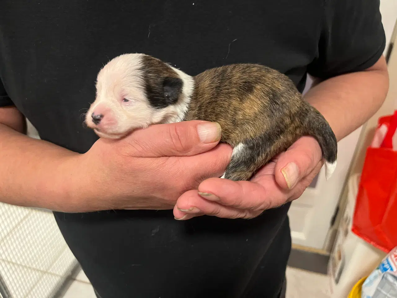 Billede 2 - Kun 2 tæver tilbage nu! Små blandinger