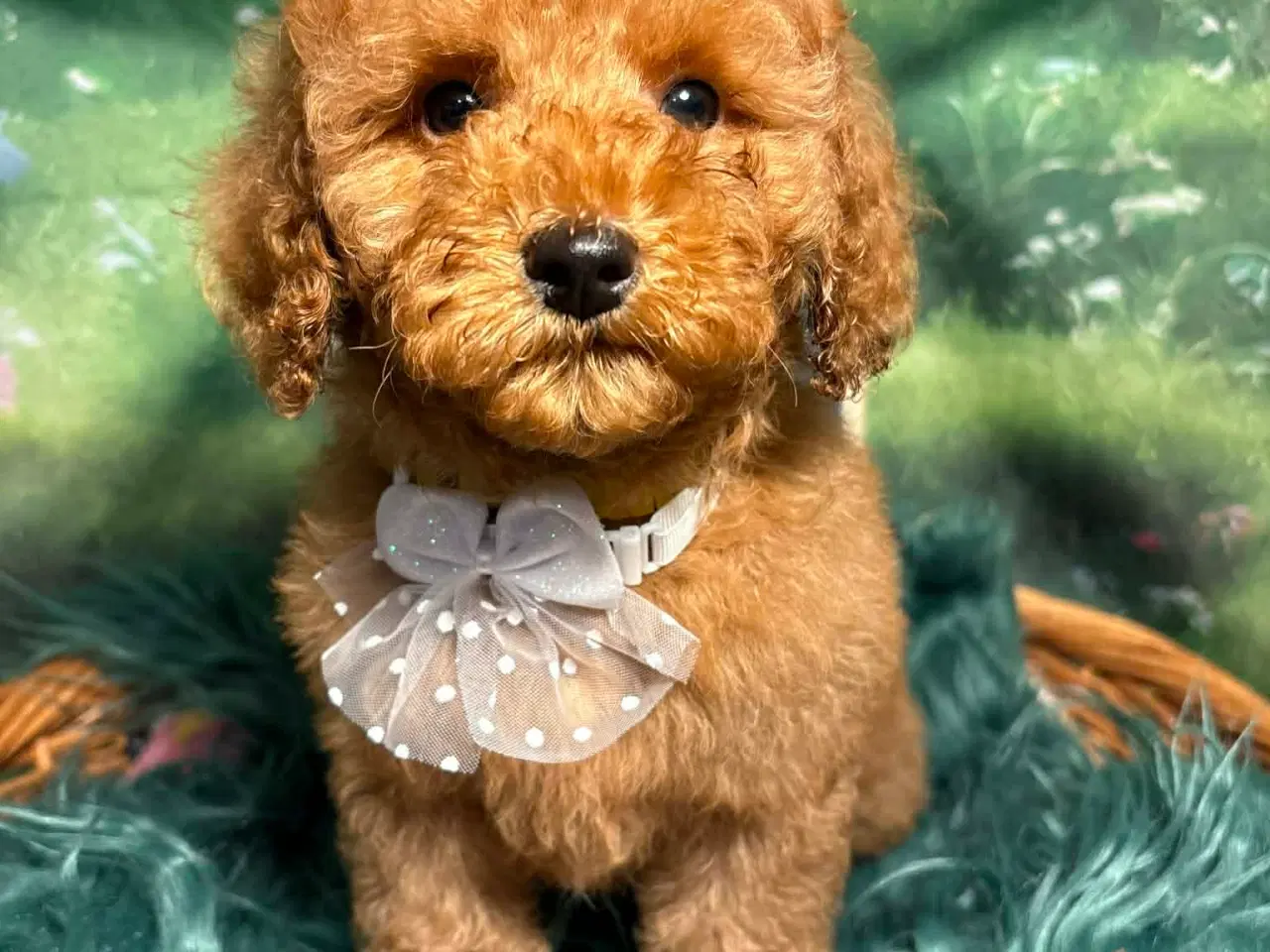 Billede 8 - Skønne røde Doodldoodle hvalpe 