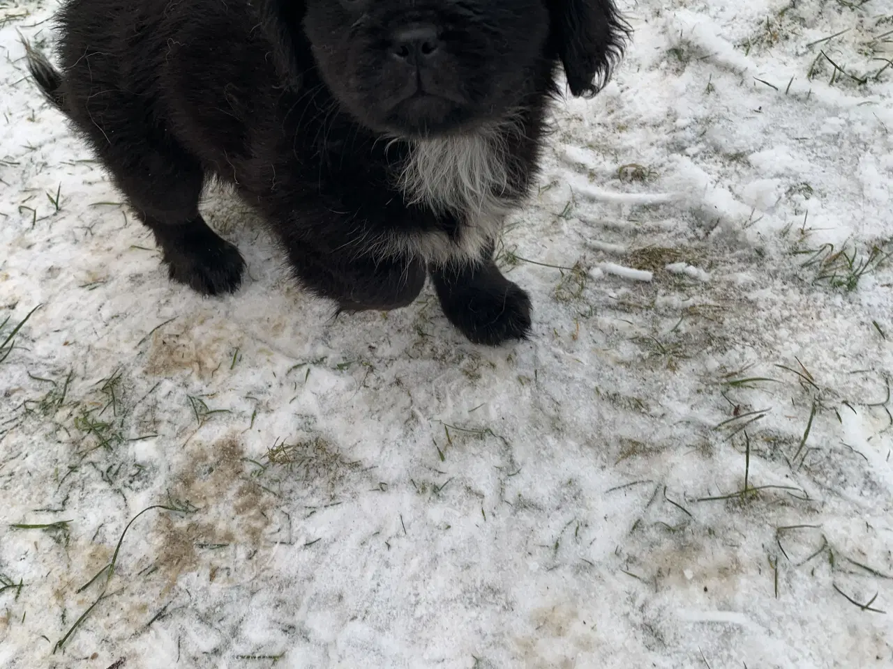 Billede 1 - Skønne blandings hvalpe 
