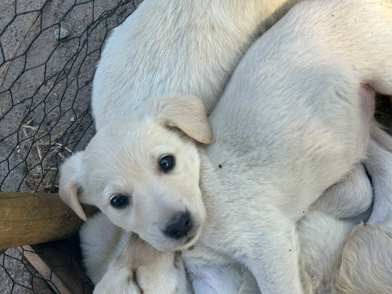 Billede 6 - Golden Retriever/Labrador hvalpe til salg