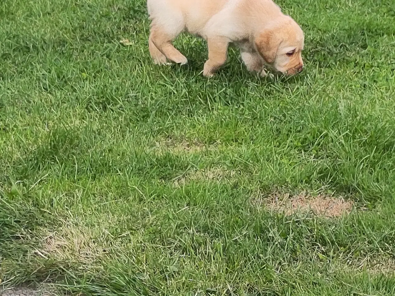 Billede 6 - Ren gammeldags Labrador hvalpe til salg🐾