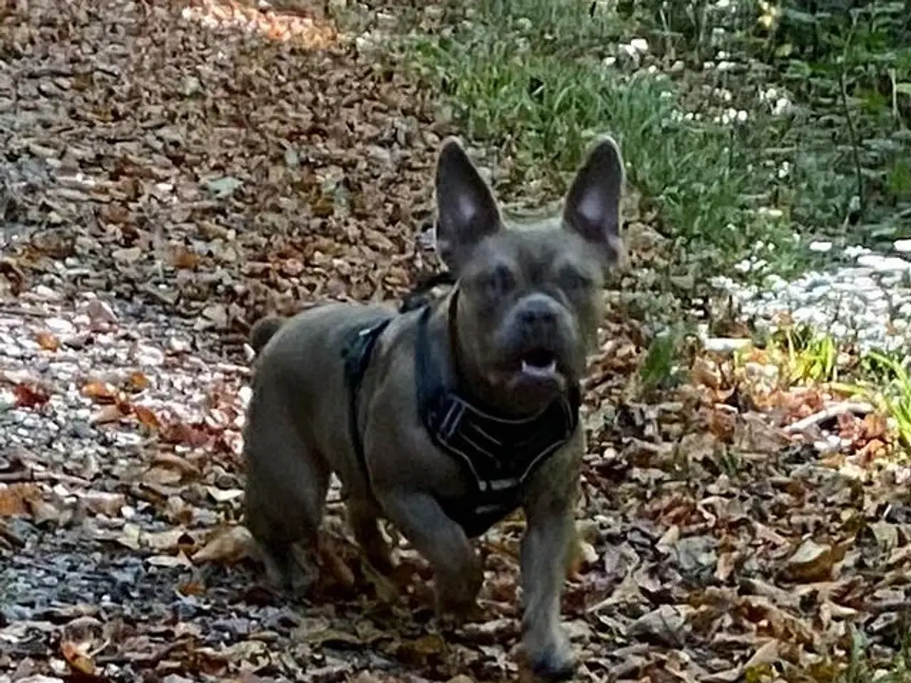 Billede 1 - Mini Bull Tæve