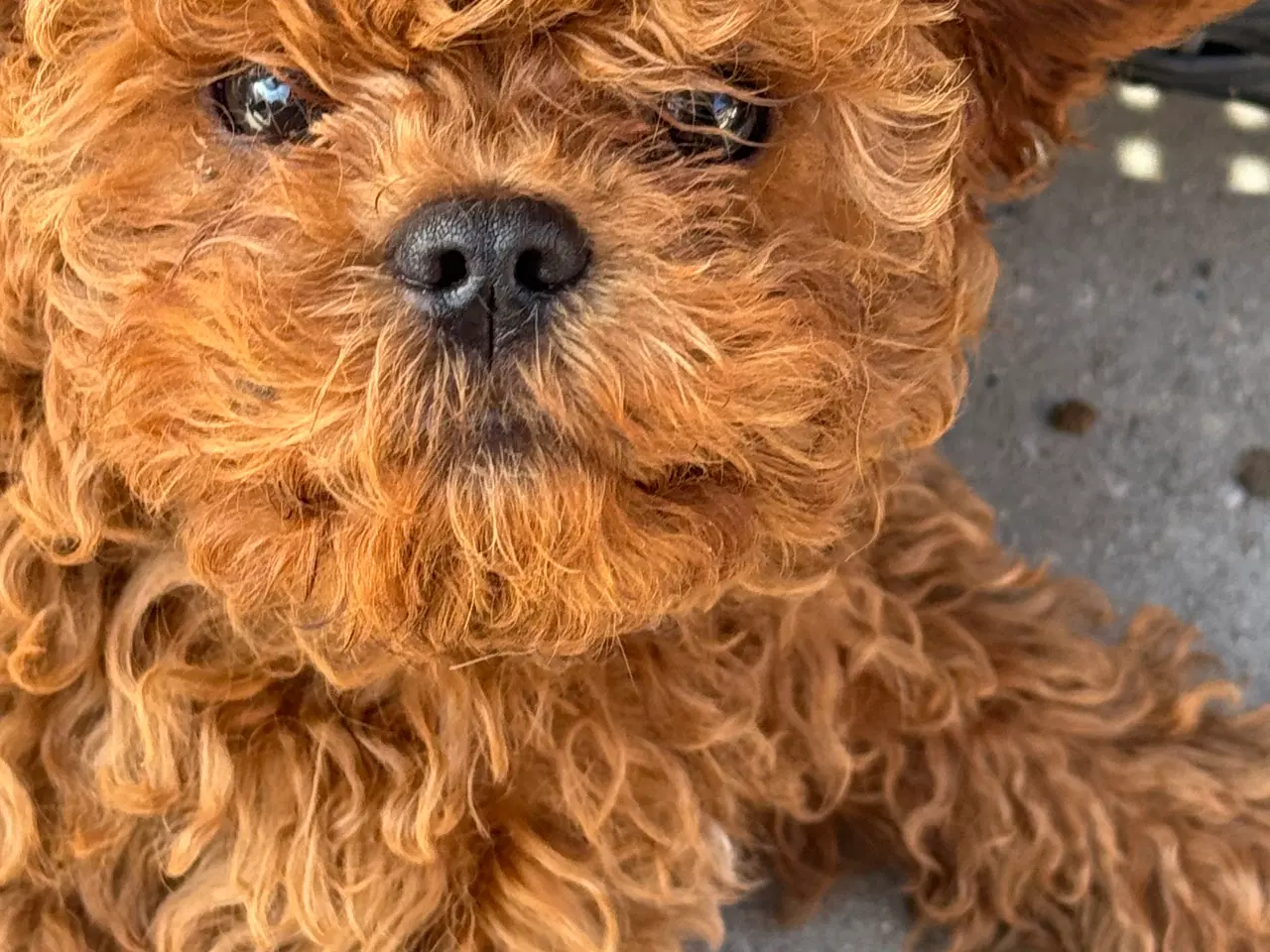 Billede 12 - Cavapoo færdig vaccineret med pas  klar til sommer