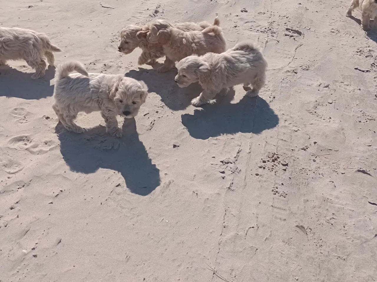Billede 7 - Maltipoo hvalpe