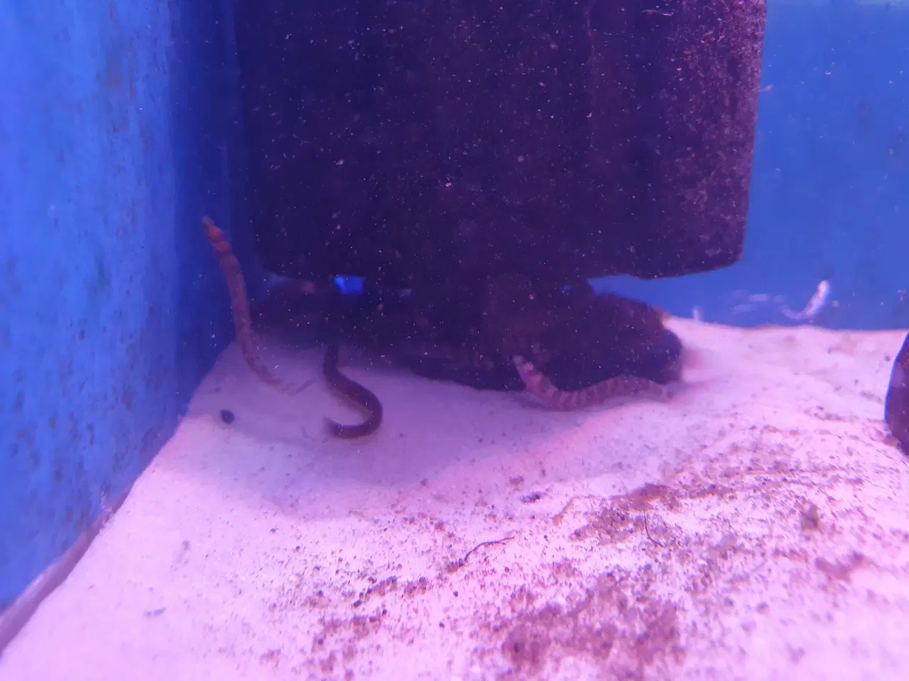 Billede 14 - KUHLI ÅL