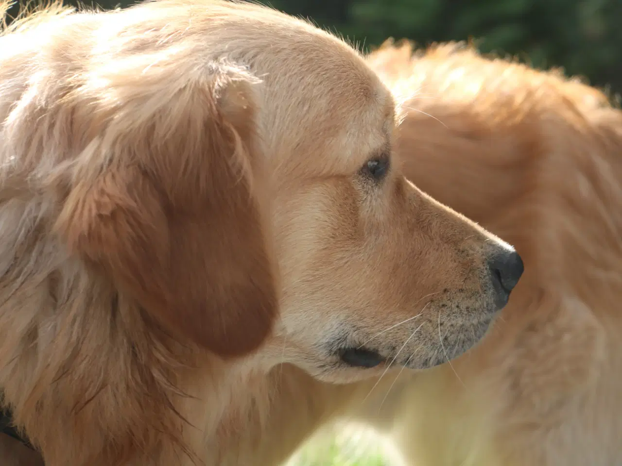 Billede 1 - Golden Retriever tilbydes til parring - Nyheder !