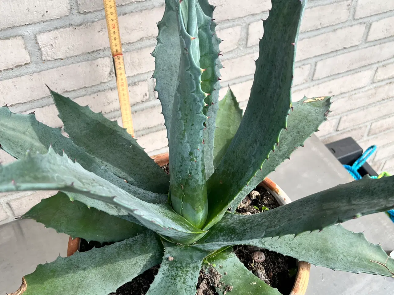 Billede 3 - Agave stor 60+cm i 30cm potte