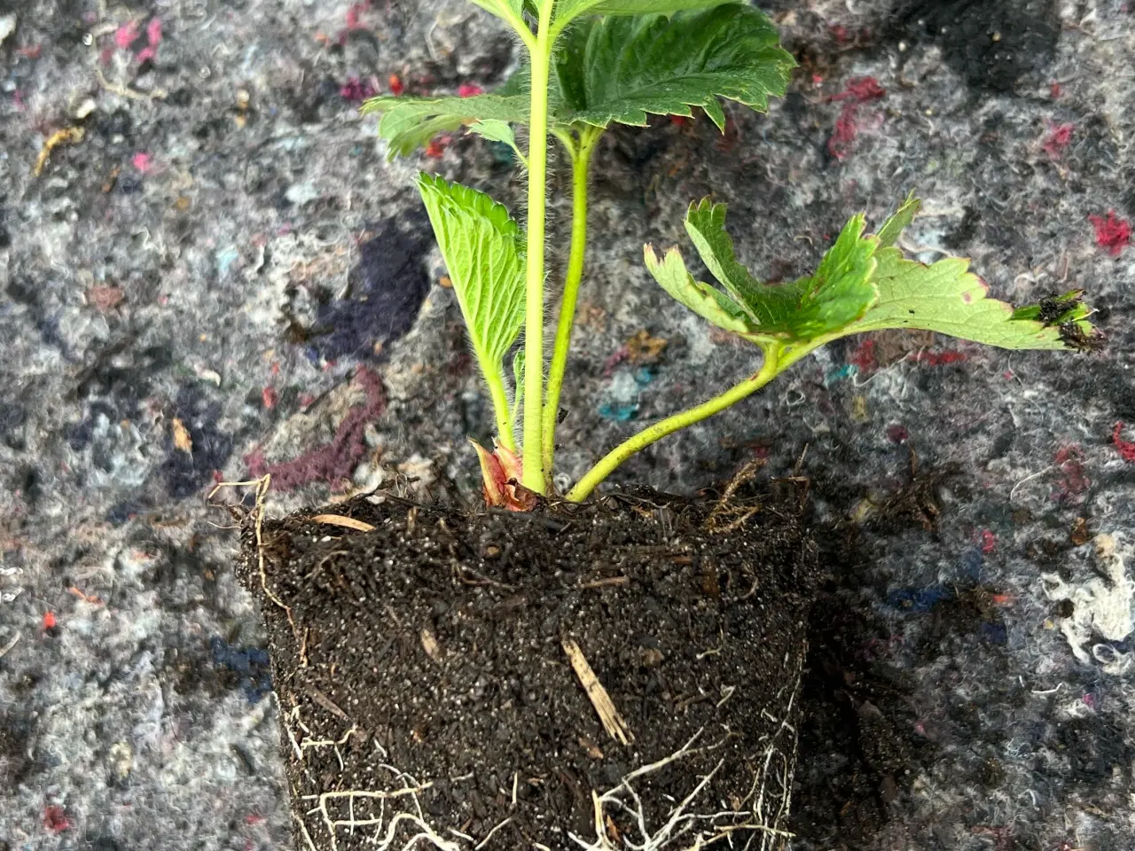 Billede 2 - Jordbær planter 