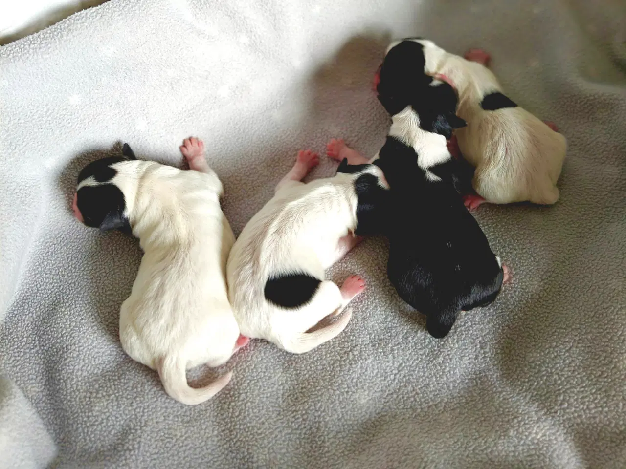 Billede 6 - Chihuahua med et strejf af shih tzu