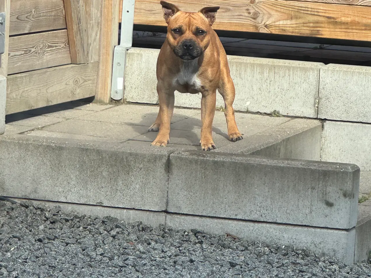 Billede 2 - Staffordshire Bull Terrier