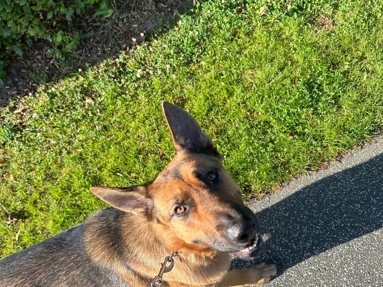 Billede 11 - Schæfer/Rottweiler hund