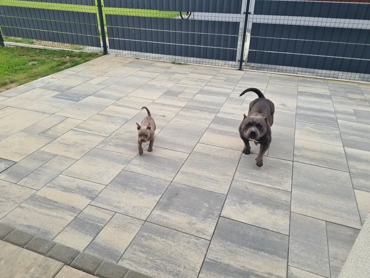 Billede 4 - American Bully Pocket smuk lilla 