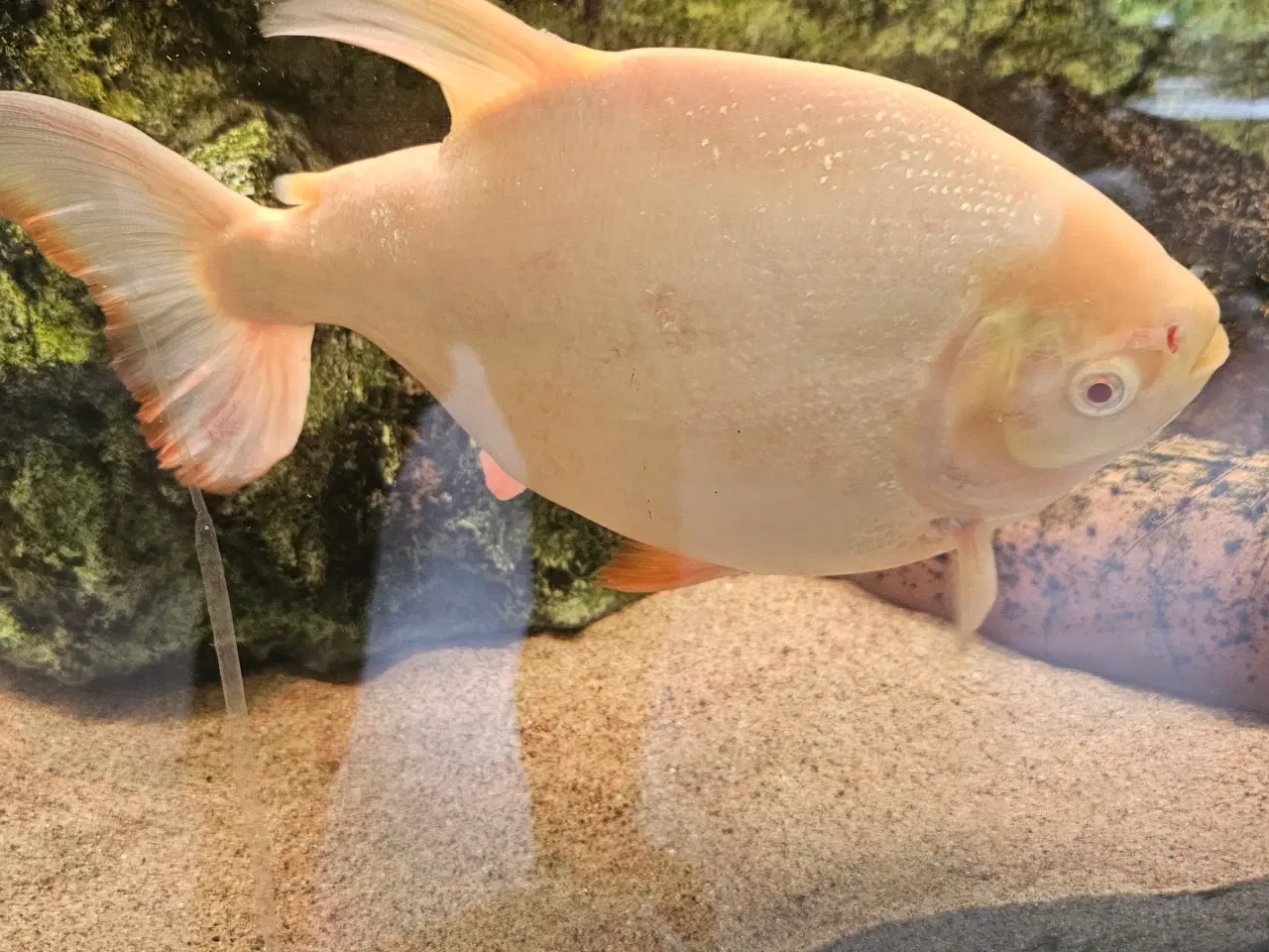 Billede 6 - Albino pacu 25-30 cm