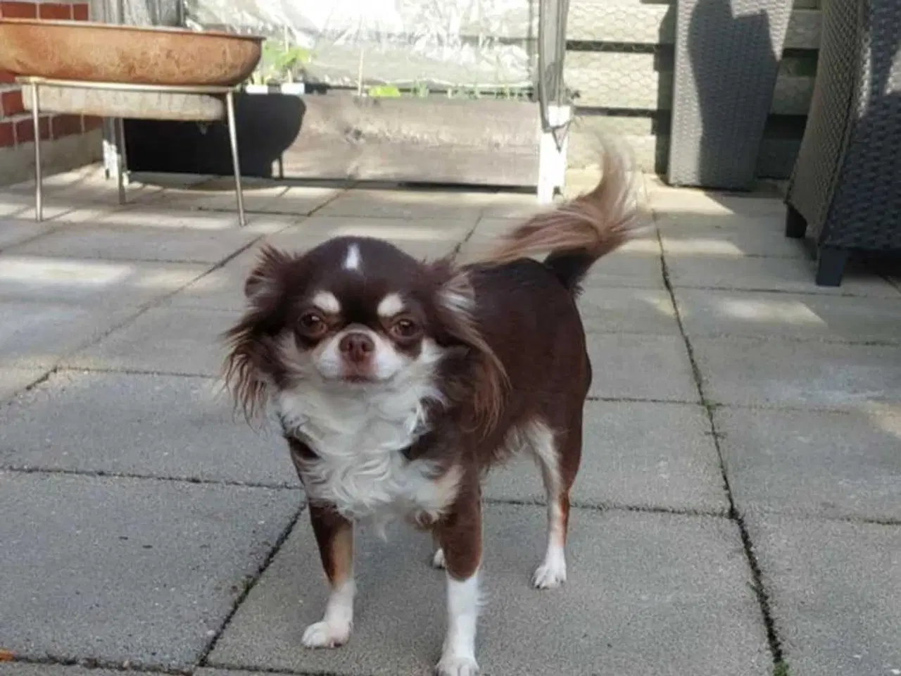 Billede 8 - Chihuahua dreng med stamtavle i DDH 