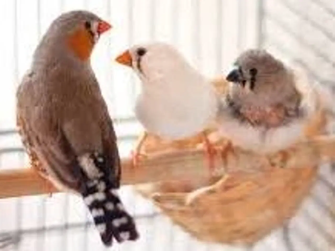 Billede 1 - Zebrafinker hunner KØBES