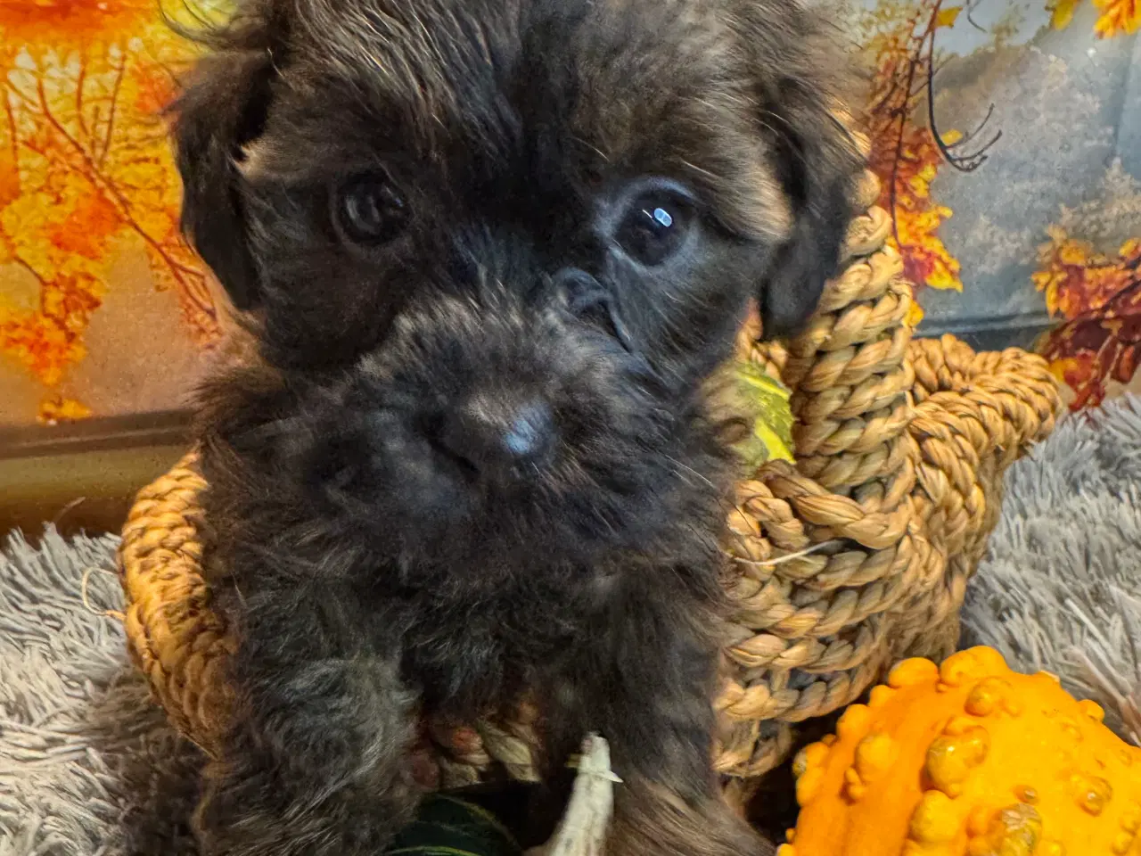 Billede 2 - 🐾✨ Skønne Maltipoo hvalpe klar til deres nye fami