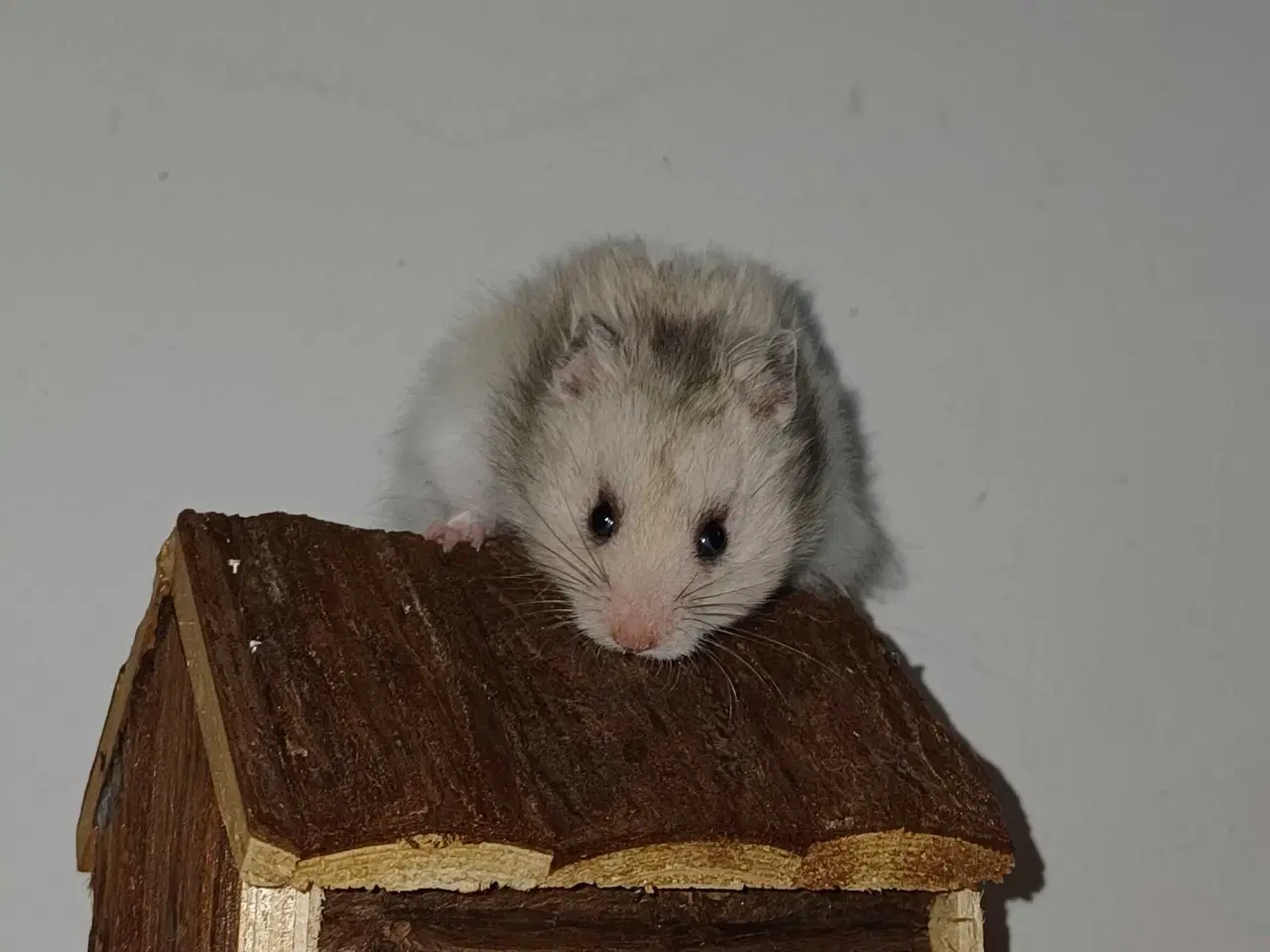 Billede 12 - Guldhamster unger