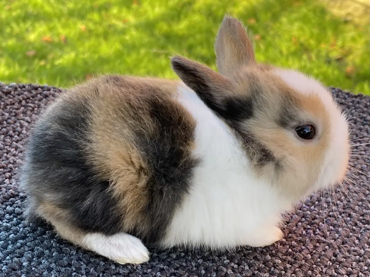 Billede 10 - HOLLÆNDER HUN JAPANER SORT/GUL