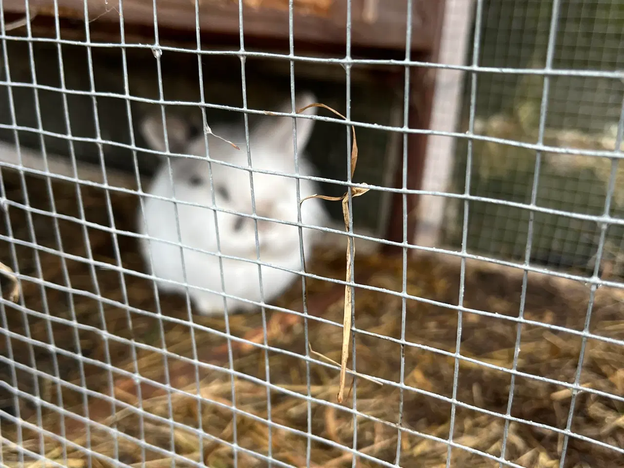 Billede 1 - Løvehovede han kanin