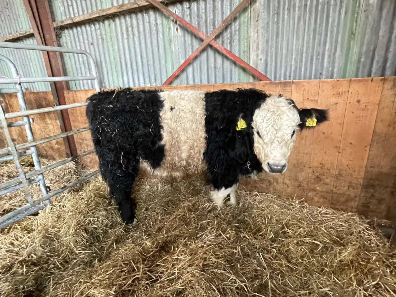 Billede 1 - Krydsnings tyrekalv