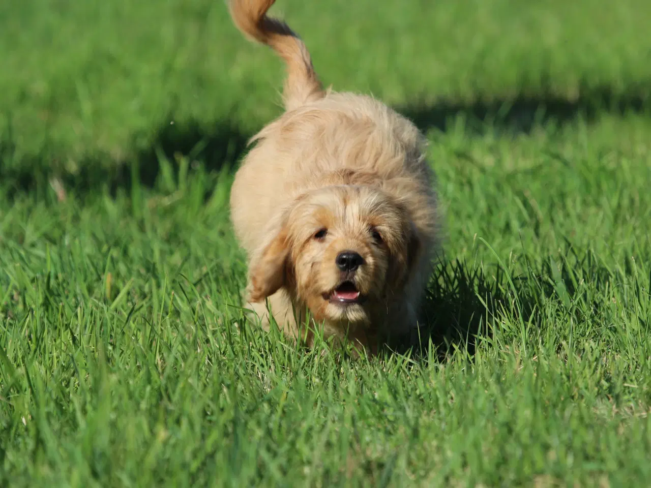 Billede 6 - Cavalier King Charles Spaniel