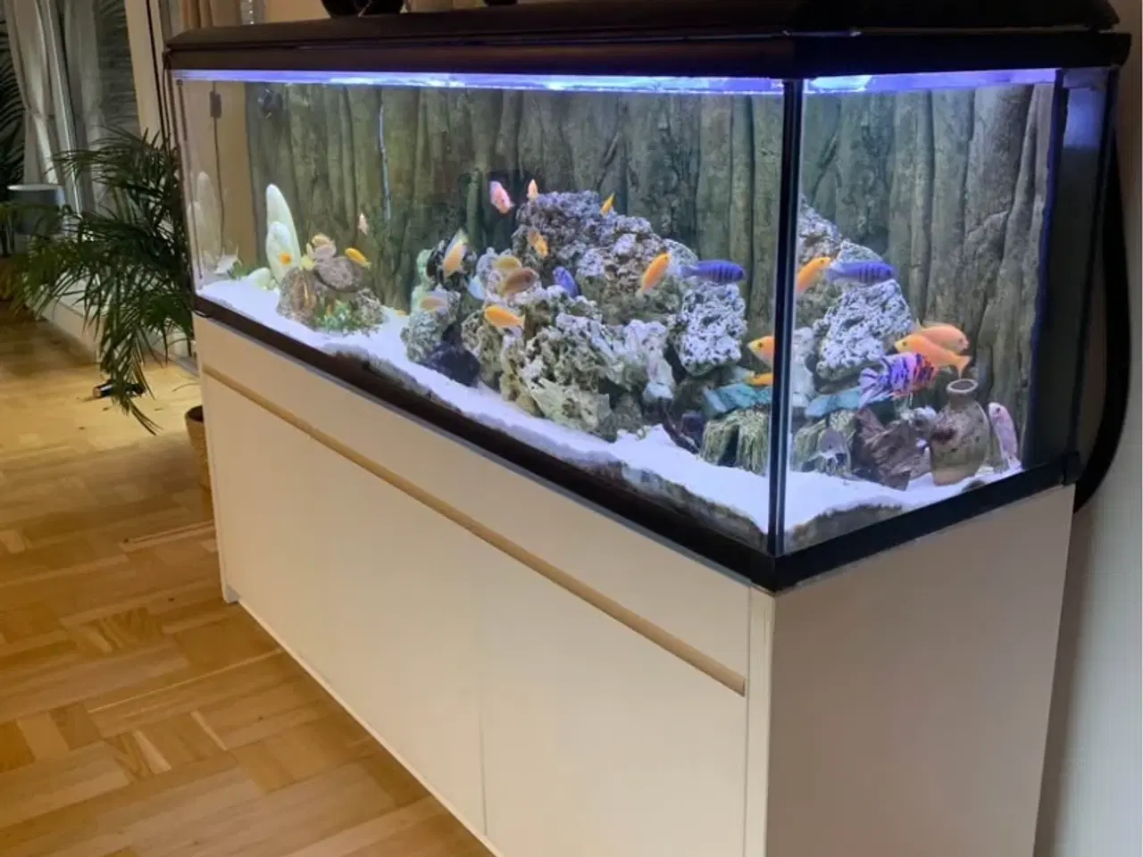 Billede 2 - 720 liters akvarie