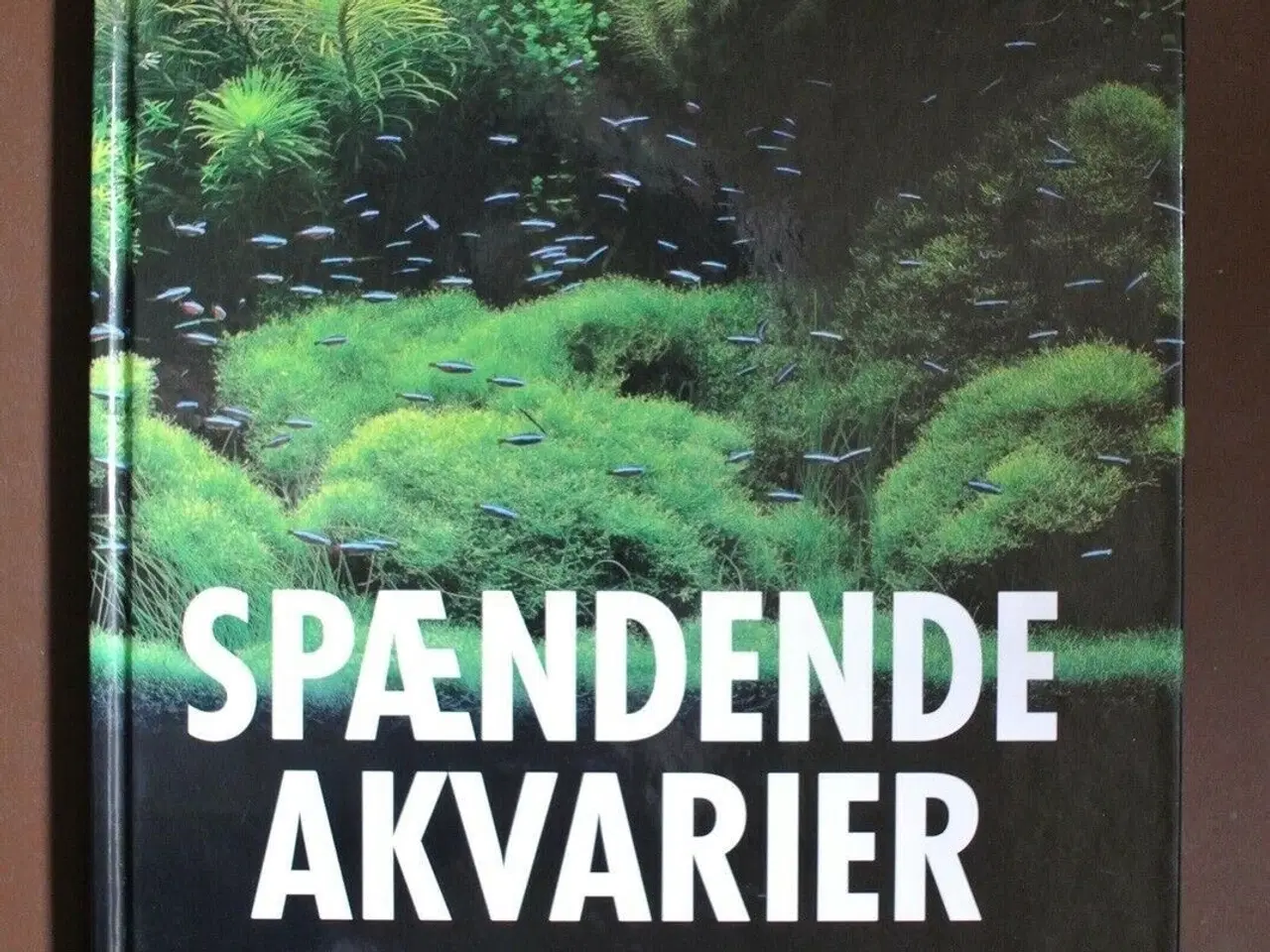 Billede 1 - spændende akvarier, af tage falz billeskov, emne: 