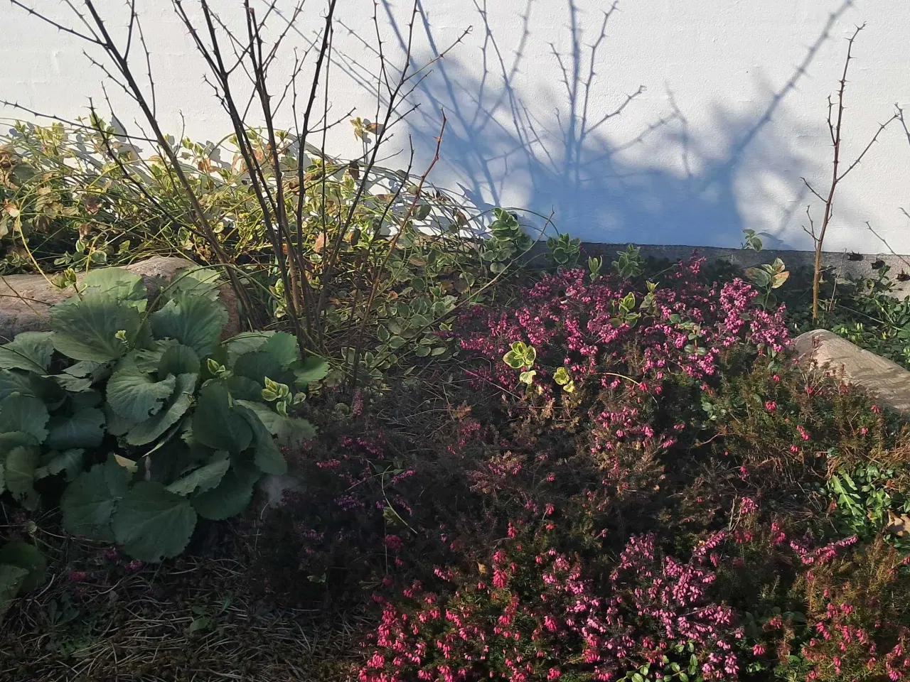 Billede 15 - Boksbom og gratis havesten