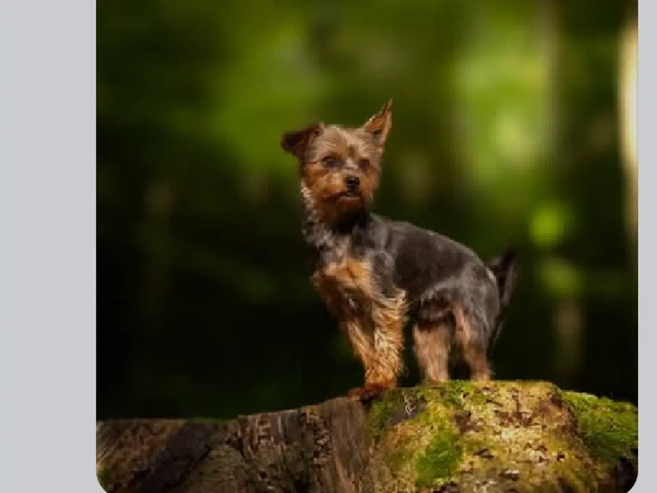 Billede 12 - Yorkshire Terrier hvalp, pige 8 uger