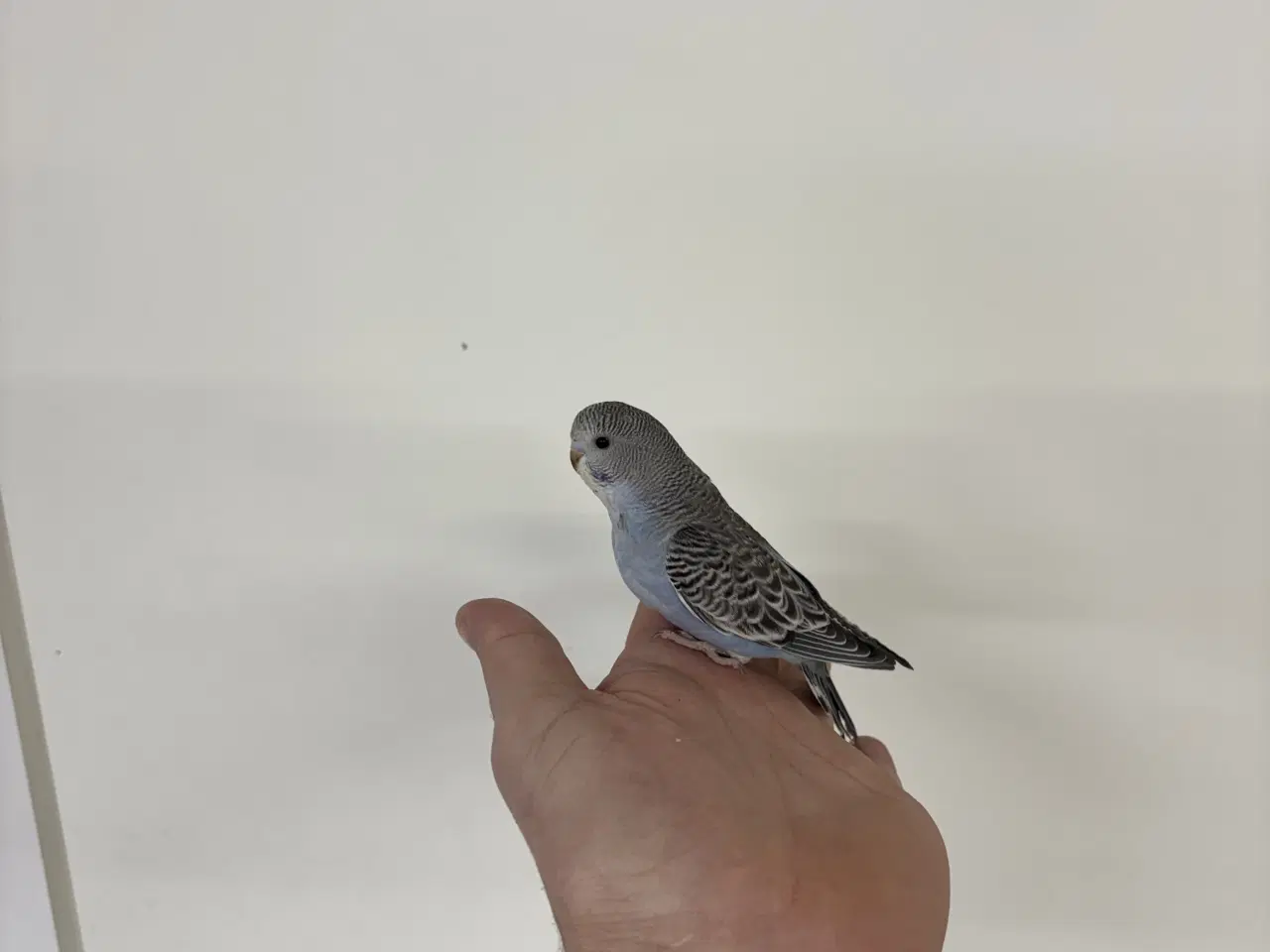 Billede 5 - Australske undulater