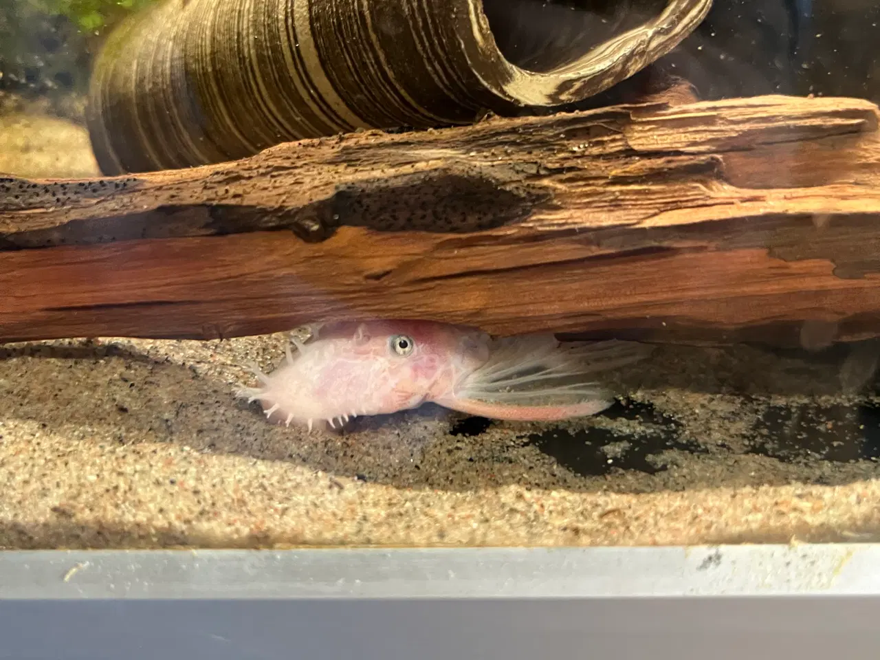 Billede 1 - L144 SW  kf