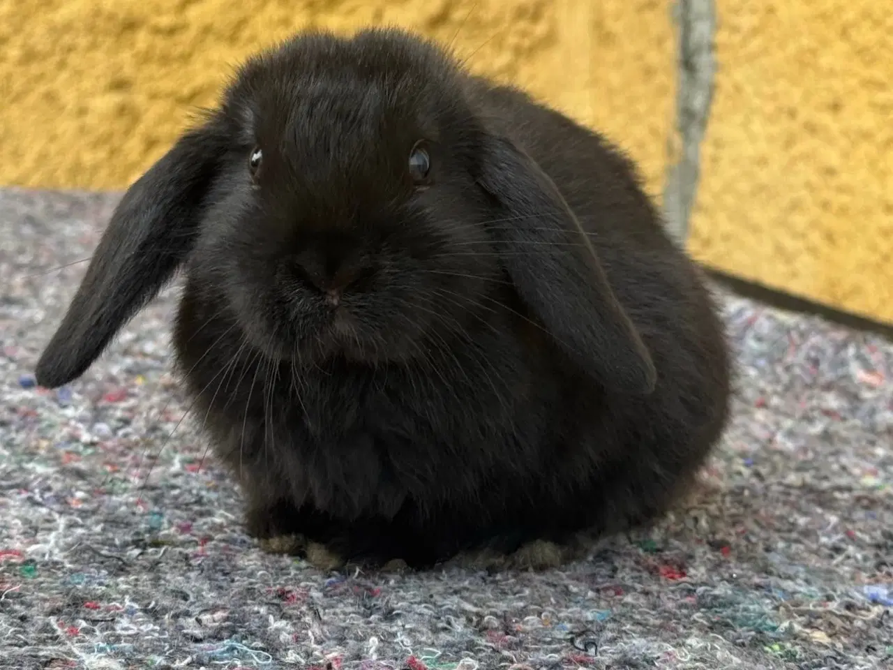 Billede 3 - Han Dværgvædder unge sælges 