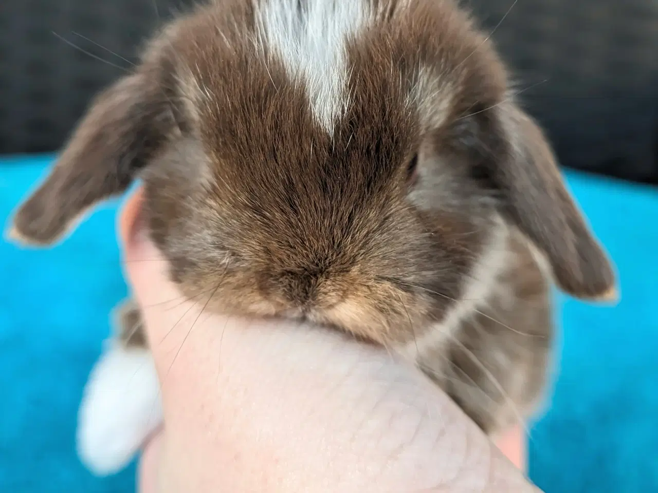 Billede 6 - Minilop kaninunge sælges