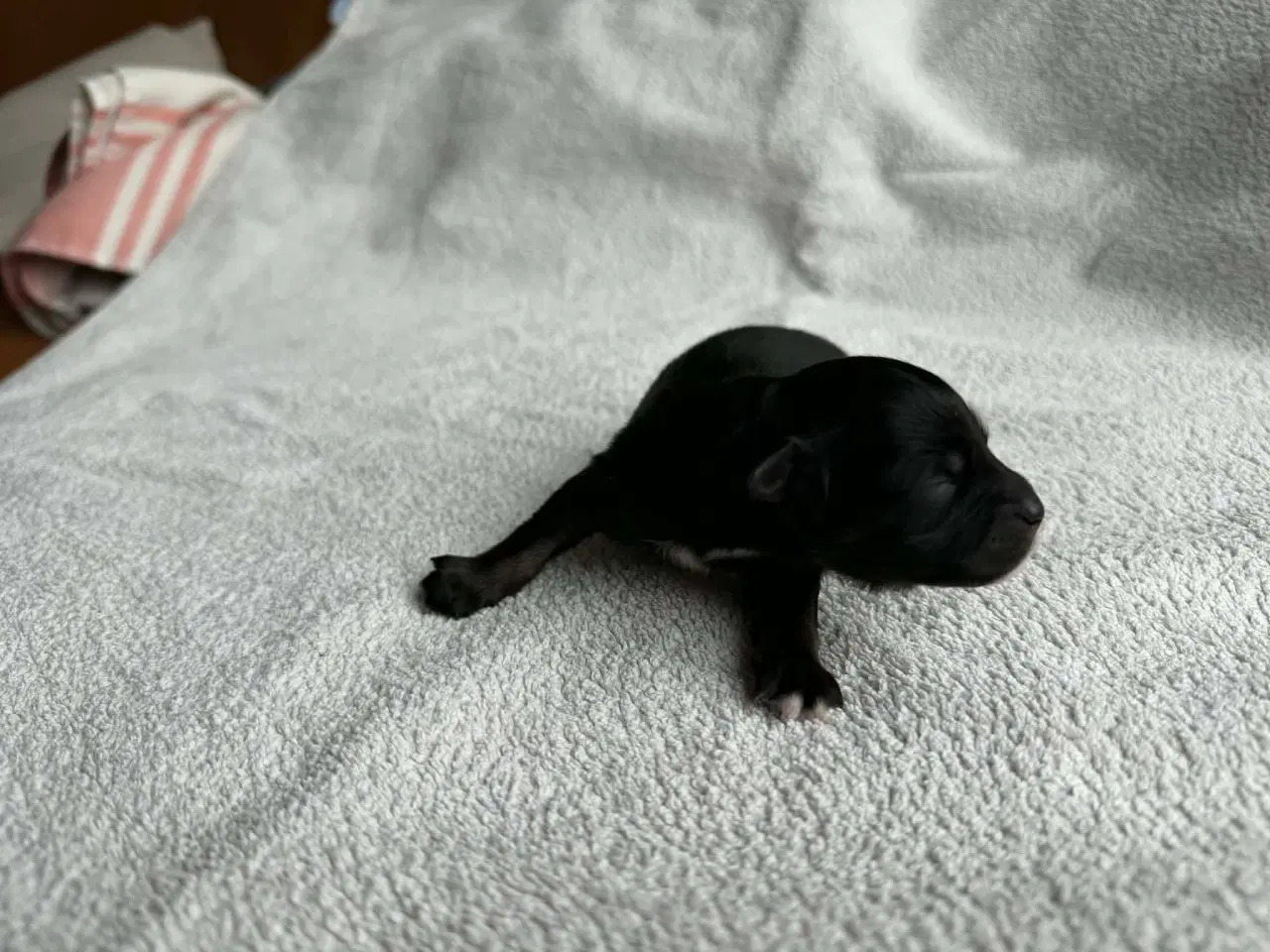 Billede 4 - LhasaDoodle hvalpe sælges