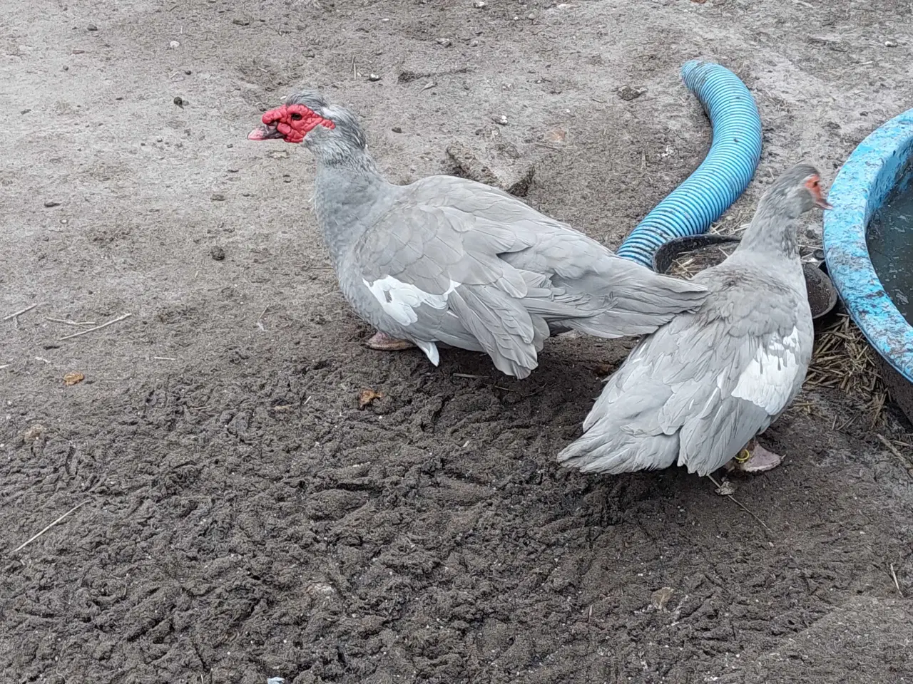 Billede 1 - Moskusænder 