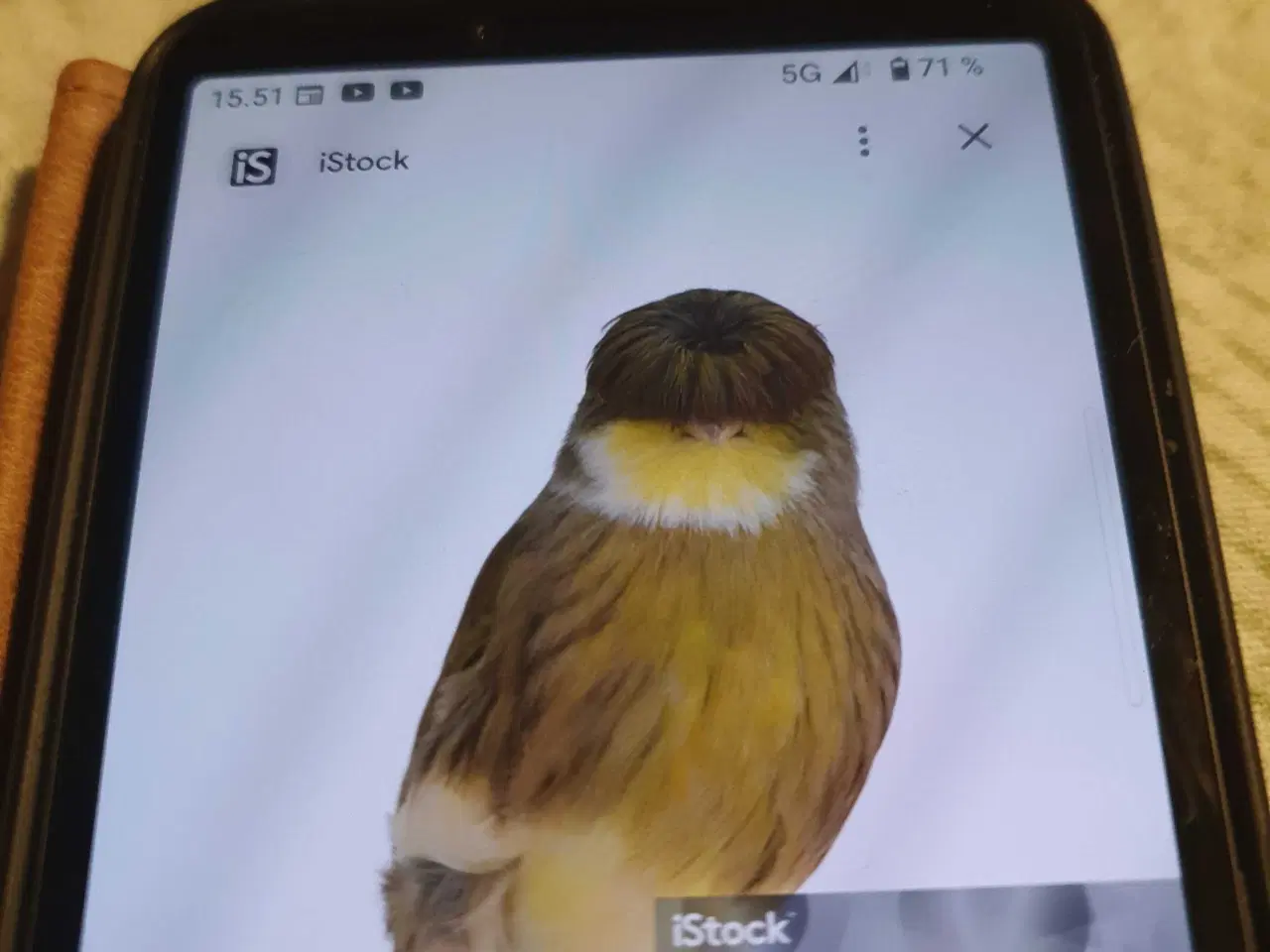 Billede 2 - Gloster kanariefugle