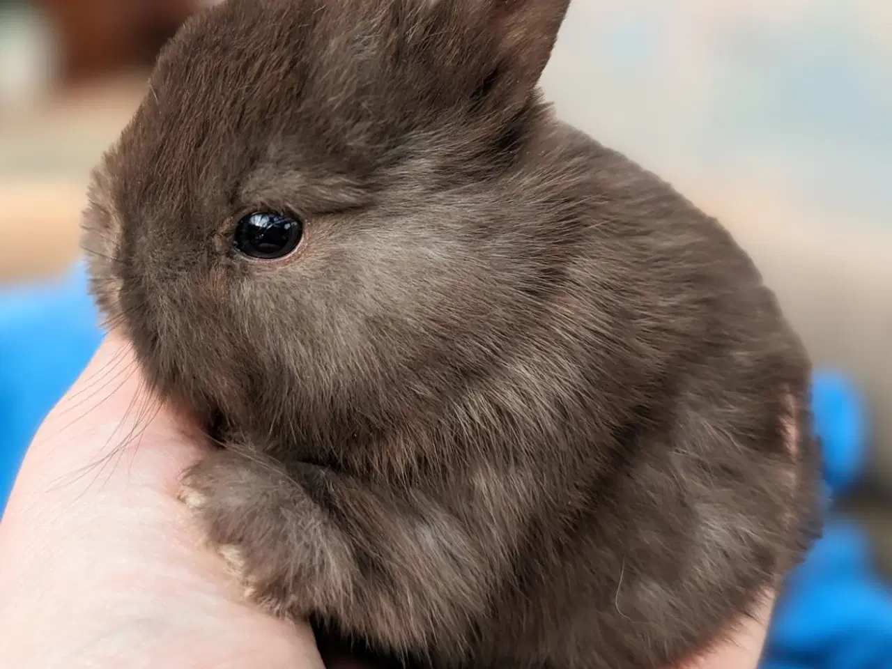 Billede 1 - Hermelin kaninunge 