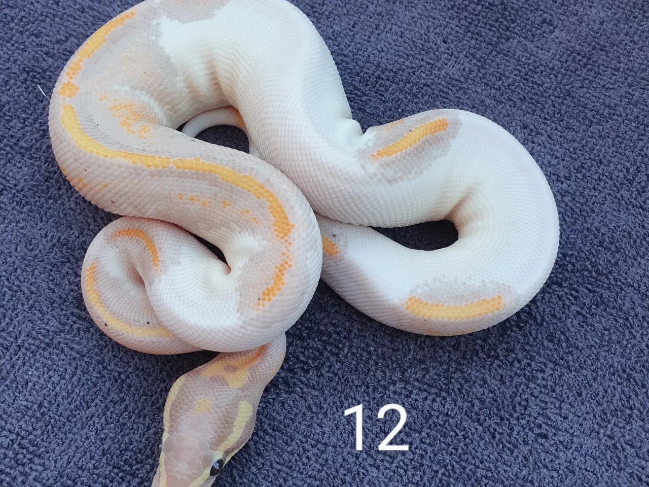 Billede 10 - Pied kongepythons osv.