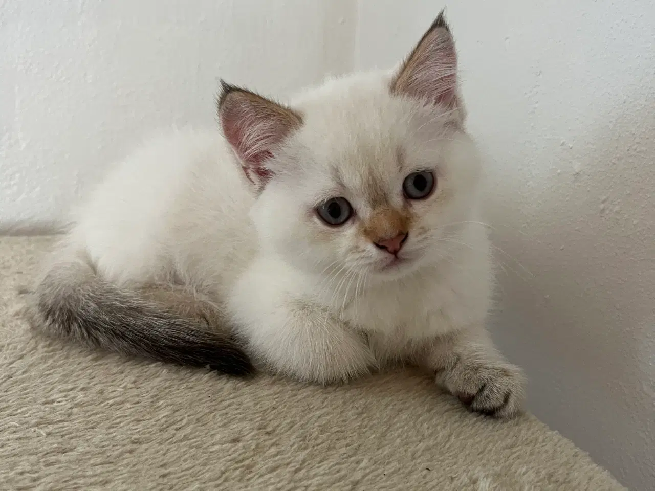 Billede 5 - British Shorthair med stamtavle