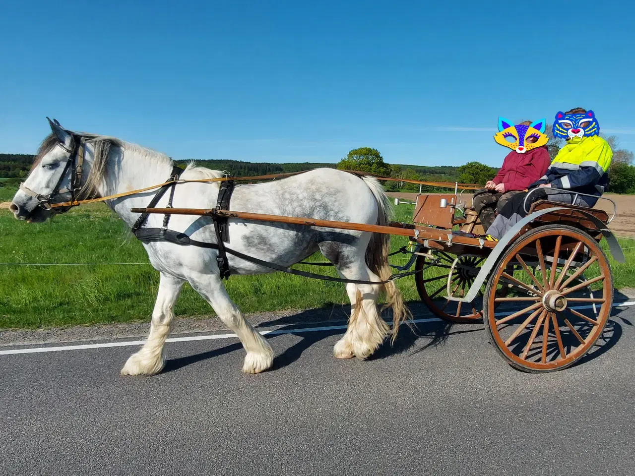 Billede 7 - Irish Cob hoppe 165cm