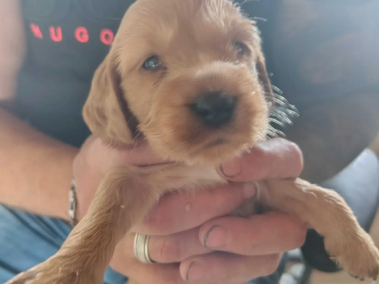 Billede 3 - Cocker Spaniel 