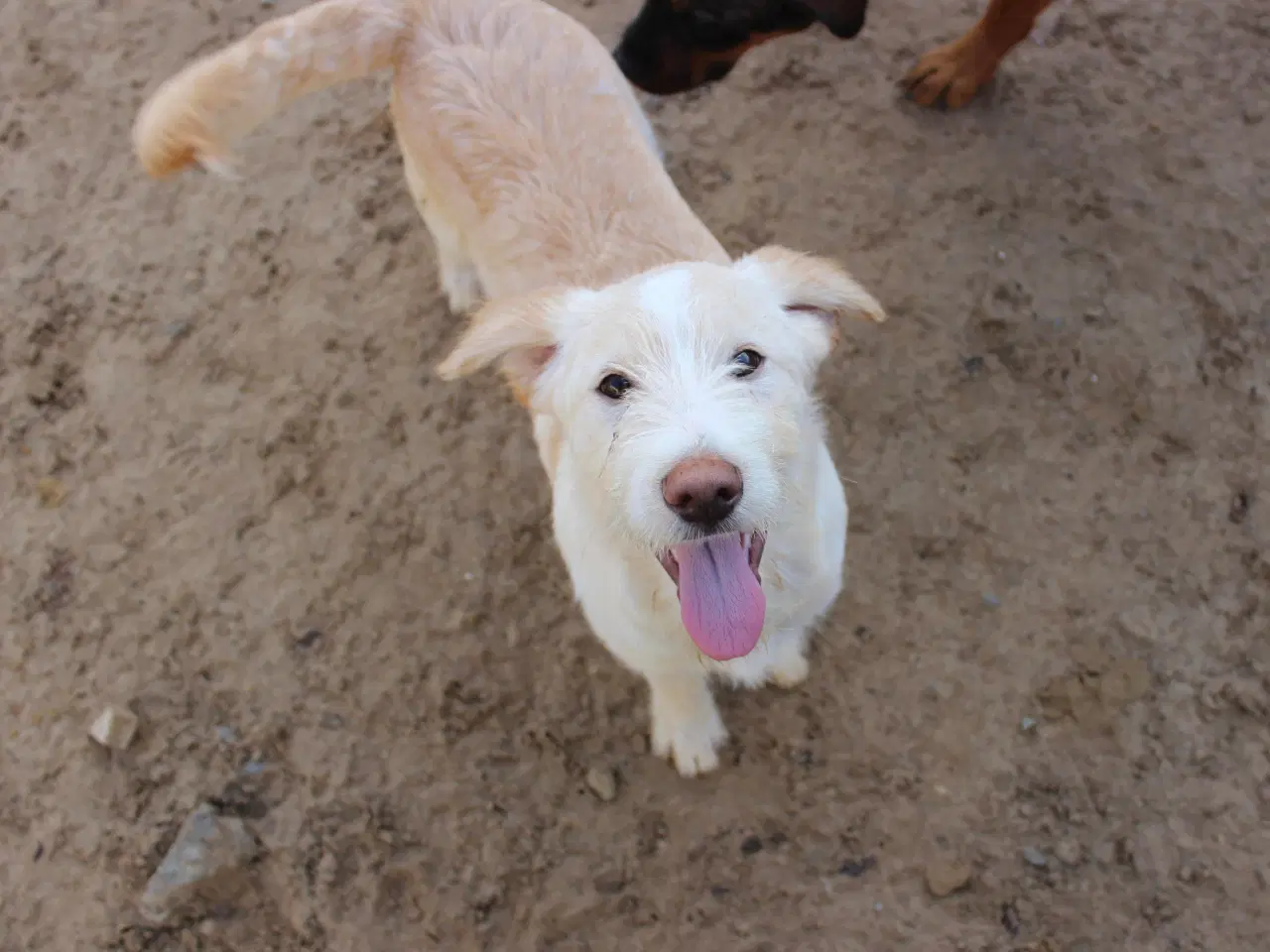 Billede 1 - Vidunderlige DJ leder efter sin 4-ever familie🏡💞