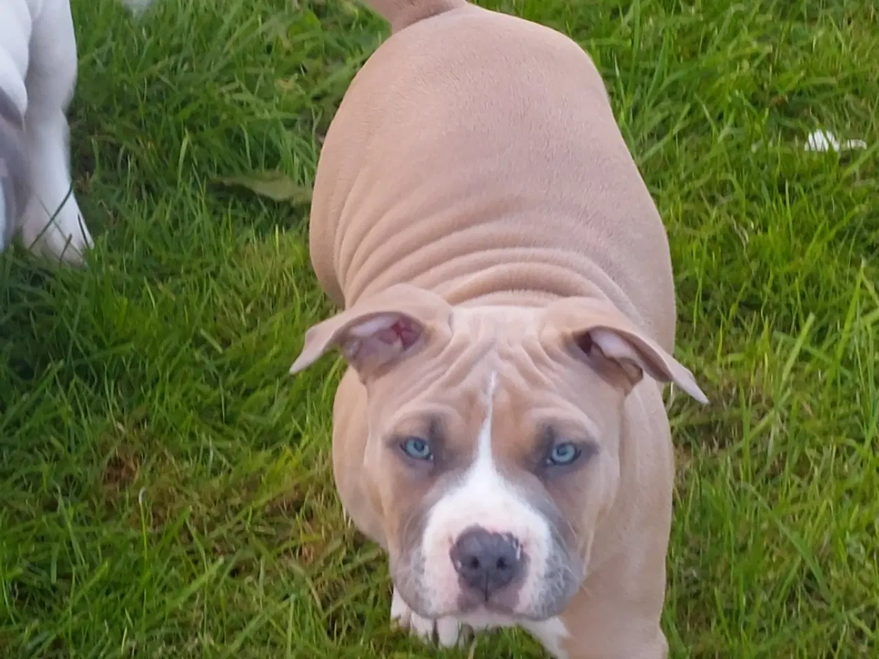 Billede 3 - American bully hvalpe 
