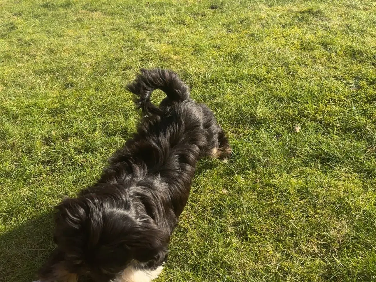 Billede 11 - lhasa apso/shih tzu