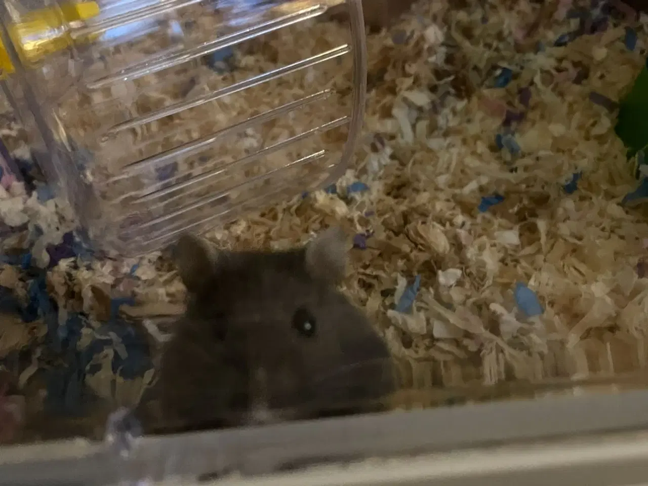 Billede 4 - To hamster med bur til tilbehør ( ikke søskende) 