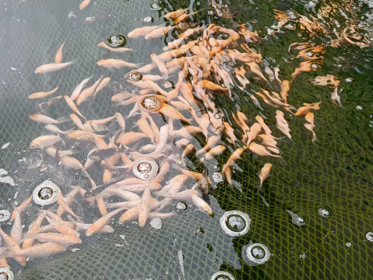 Billede 1 - 25 stk koi (3-5cm)