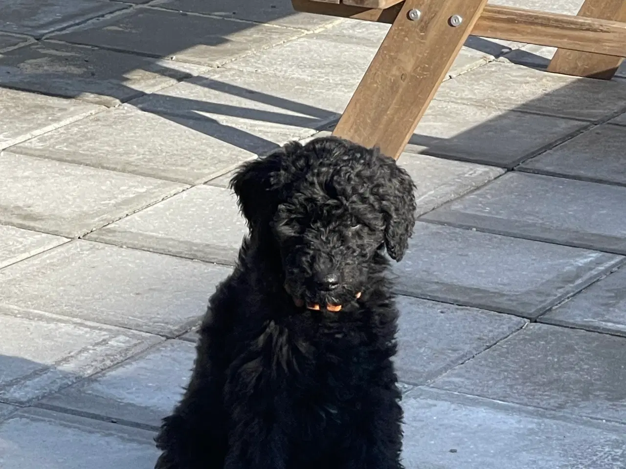 Billede 5 - Ny Pris ! Goldendoodle  mellem str Rejseklar 