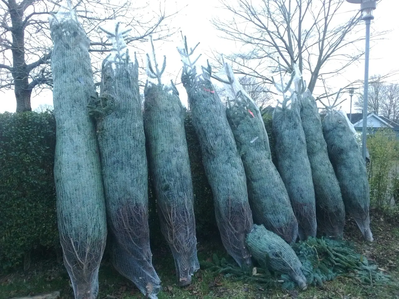 Billede 2 - Juletræ, normanngran/ nordmannsgran 